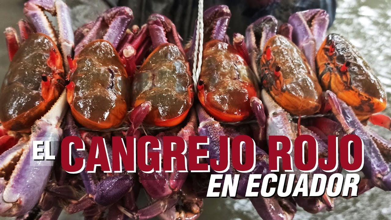 El CANGREJO ROJO en Ecuador
