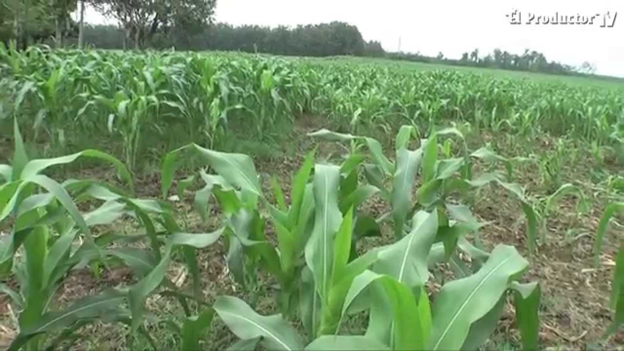 PLAGAS EN CULTIVO DE MAÍZ