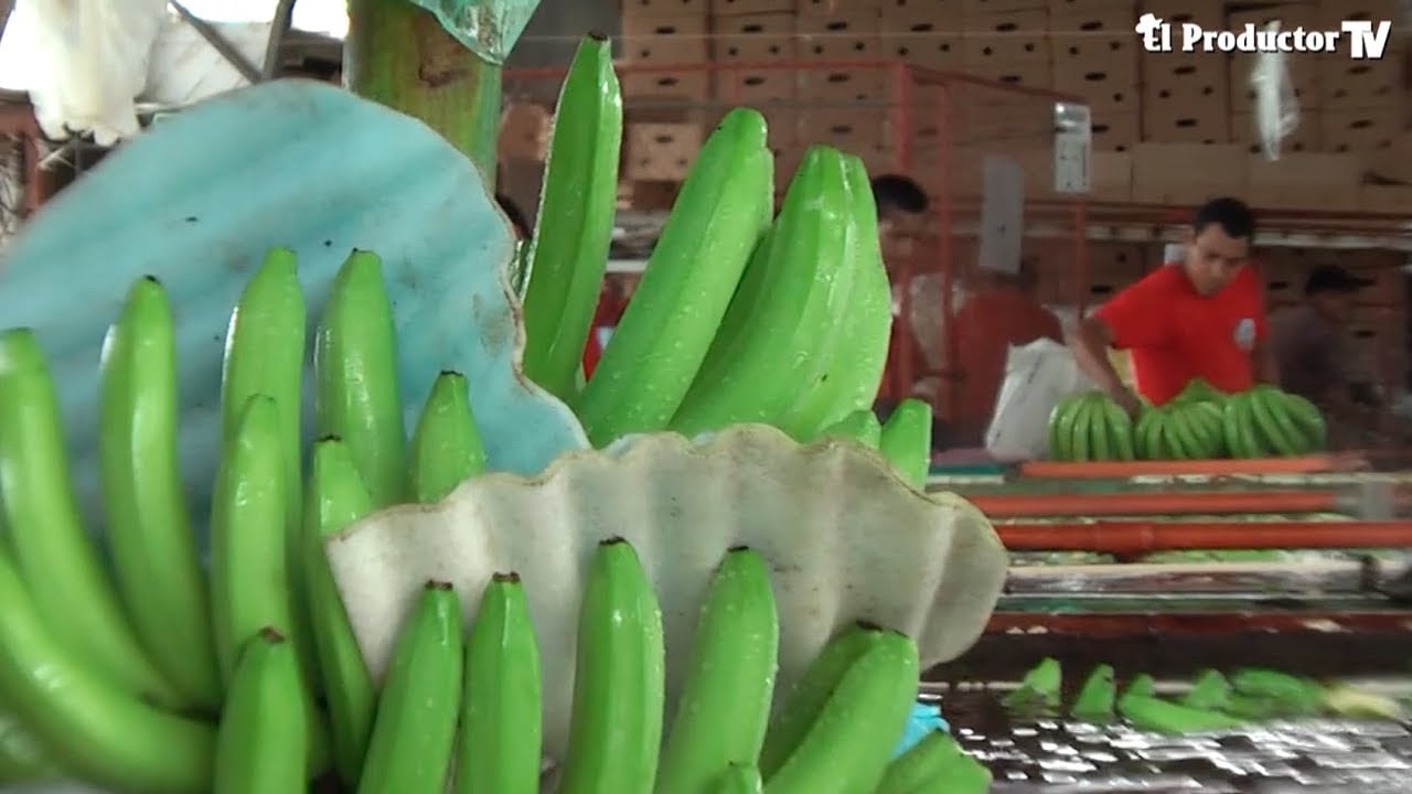 Situación del banano Ecuatoriano 2016
