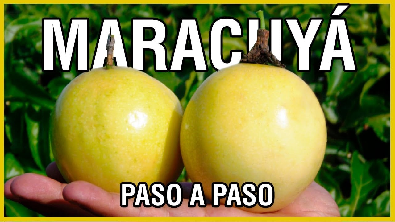 El cultivo de Maracuyá - PASO A PASO - El productor TV
