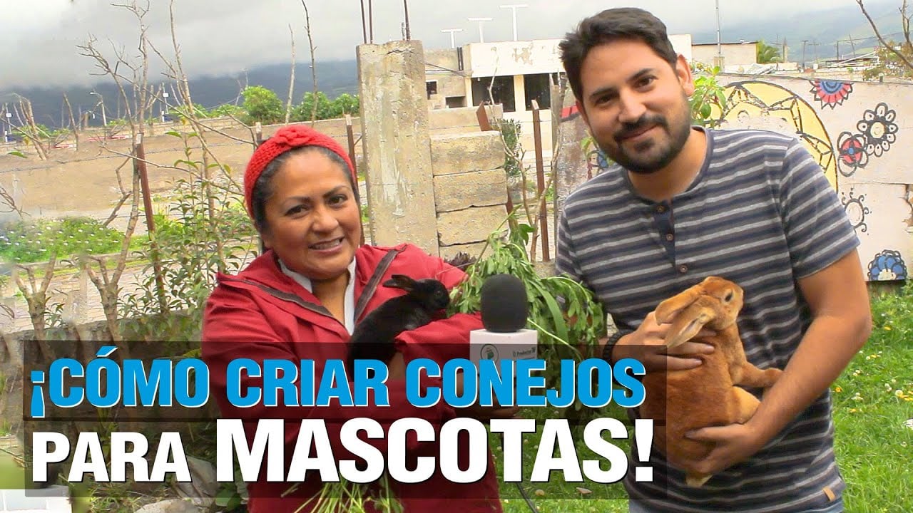 Conejo como Mascotas, ¿Cómo emprender este Negocio?
