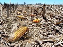 Ecuador activa seguro para el sector agropecuario