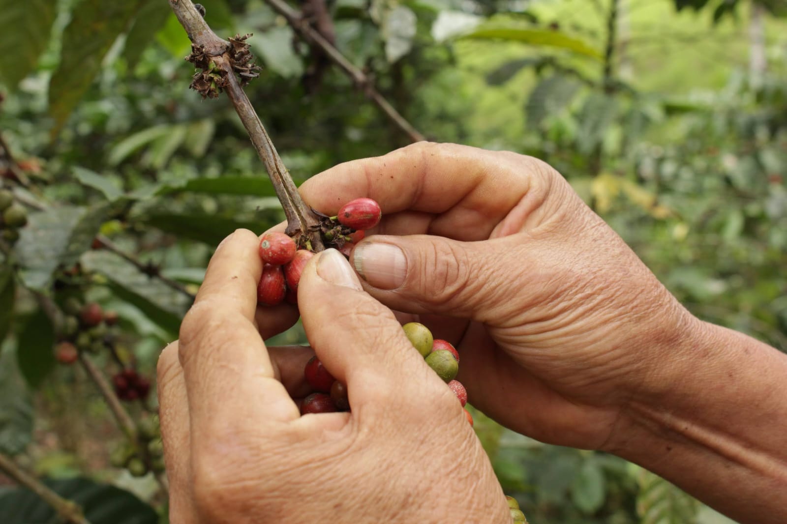 El precio del café sube un 14 % en un mes por la tensión en Oriente Medio