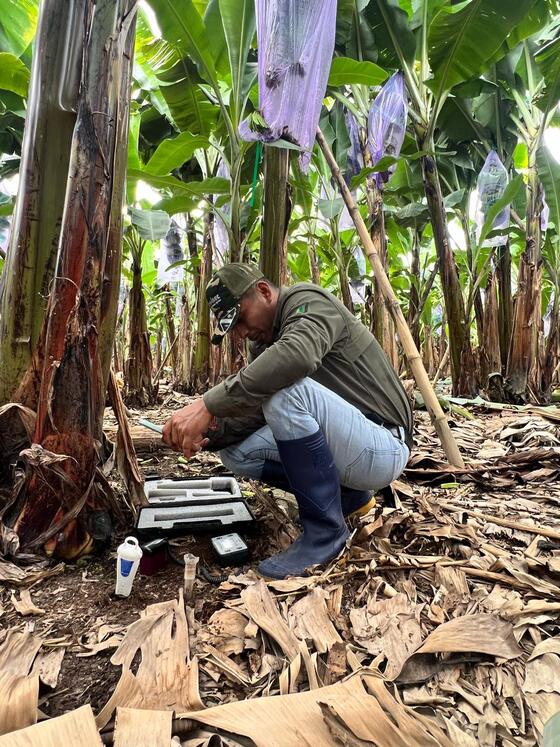 ECUADOR: Suelos saturados: Primero drenar, luego nutrir