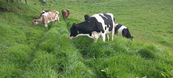 ECUADOR: Sector ganadero se prepara ante un posible El Niño