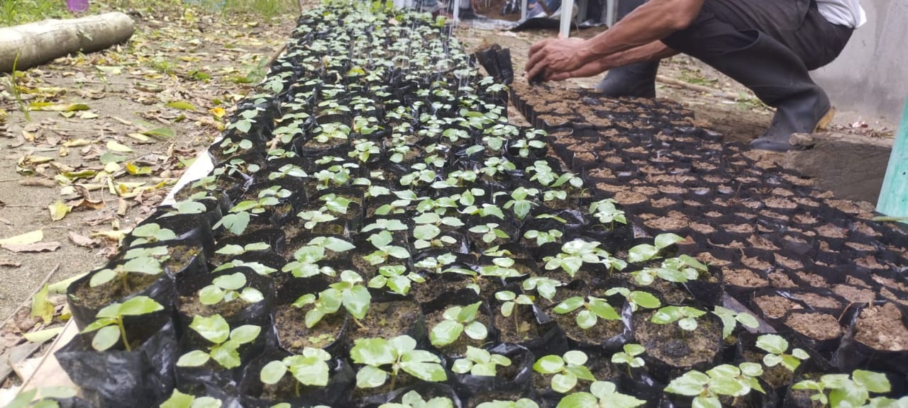 Ecuador amplía las plantaciones forestales comerciales en 18 provincias