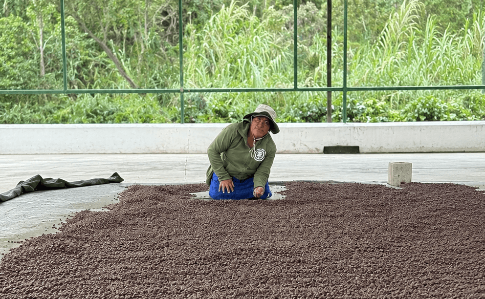 ECUADOR: Mujeres cafetaleras debutan mañana en AgroExpo 2026