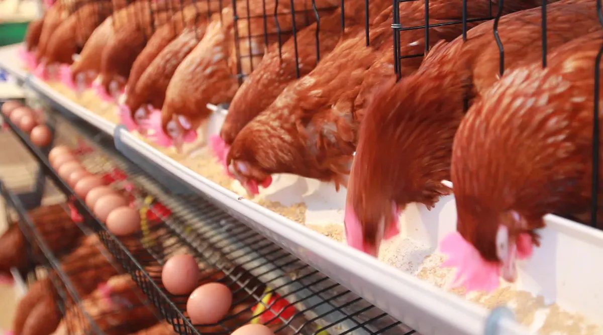 COLOMBIA: Radican proyecto de ley para prohibir el uso de jaulas en la industria avícola