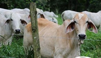 ECUADOR: Sector ganadero exige endurecer penas por robo de ganado