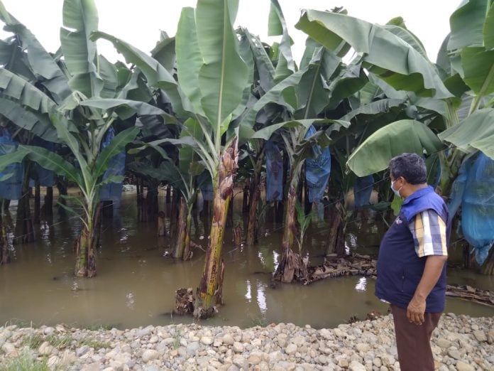 ECUADOR: El Niño bajo la lupa en AgroExpo 2026, este sábado