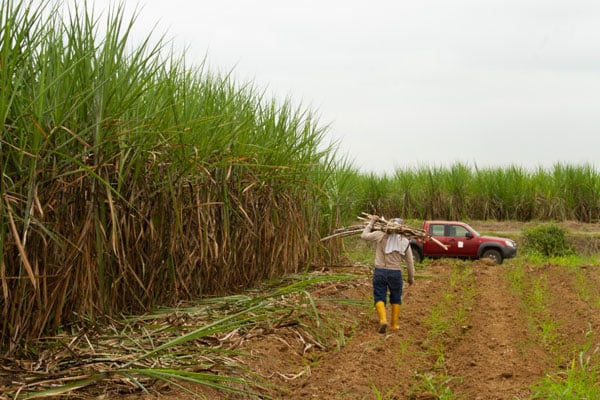 Ecuador iniciará zafra con una producción estimada de 530 mil toneladas de azúcar