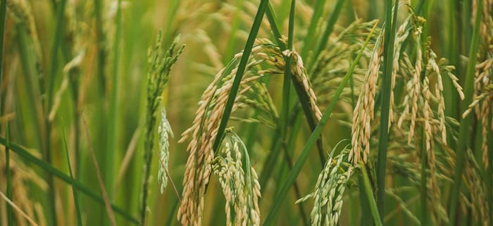 Futuros del arroz se mantienen en máximos de más de un año por riesgos climáticos
