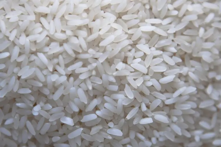 IICA impulsa proyecto de USD 35 millones para fortalecer el cultivo sostenible de arroz en Perú