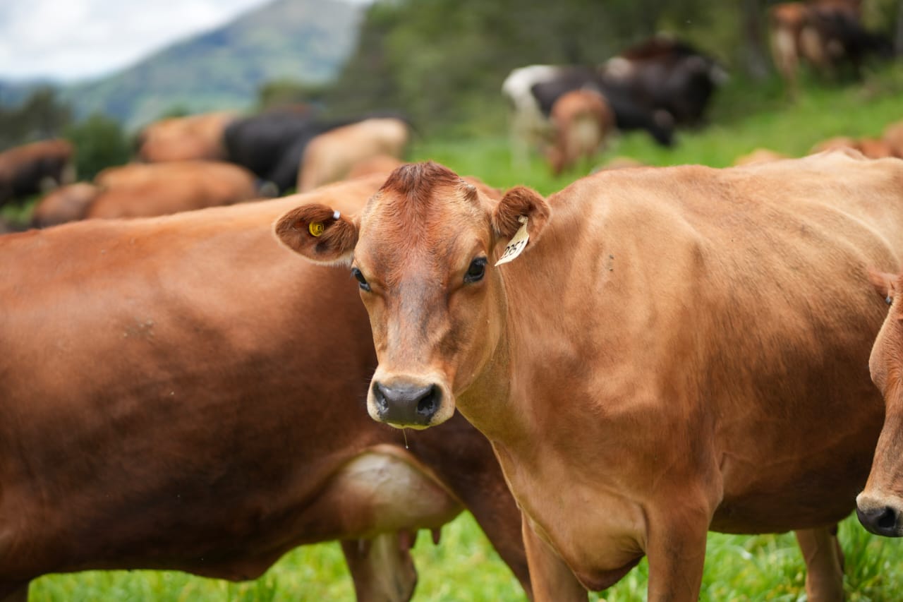 Colombia ingresa al Centro Colaborador de la OMSA para Bienestar Animal
