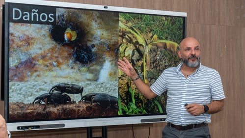 ECUADOR: Picudo, bajo la lupa por su vínculo con el Fusarium y el Moko