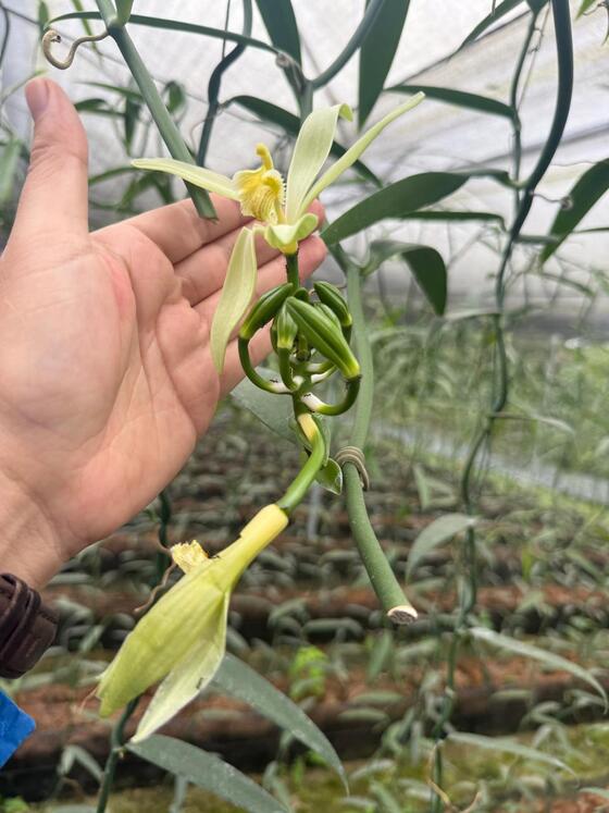 ECUADOR: Cultivos no tradicionales también destacaron en Agroexpo 2026