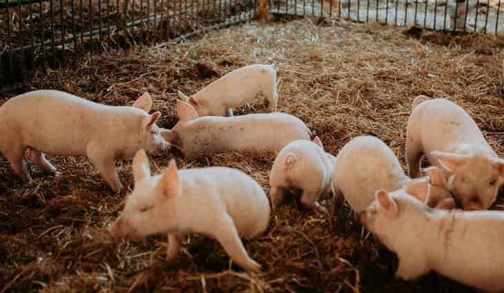 ECUADOR: Campaña contra la peste porcina supera el millón de animales vacunados