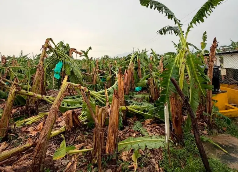 COLOMBIA: Vendavales afectan hasta 1.500 hectáreas de banano en Magdalena