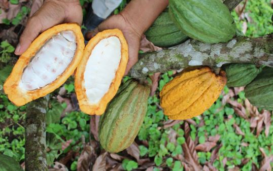 Colombia desarrolla IA para evaluar cacao