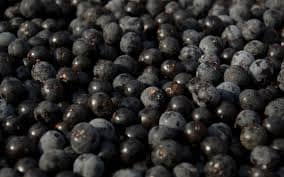 BRASIL: El nanofertilizante producido con semillas de açaí estimula el crecimiento del maíz y el sorgo.