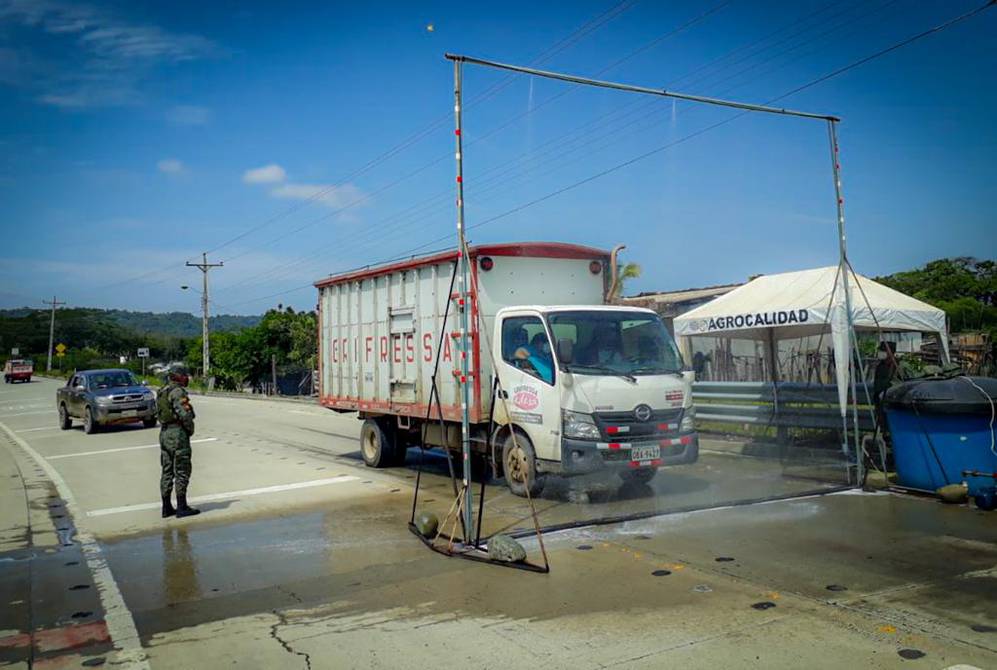 ECUADOR: El Oro concentra la batalla contra el Fusarium