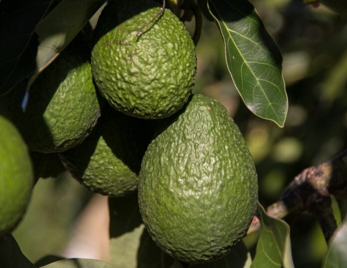 Los recolectores de aguacate en México celebran la reanudación de las exportaciones a Estados Unidos, pero persisten los temores en materia de seguridad