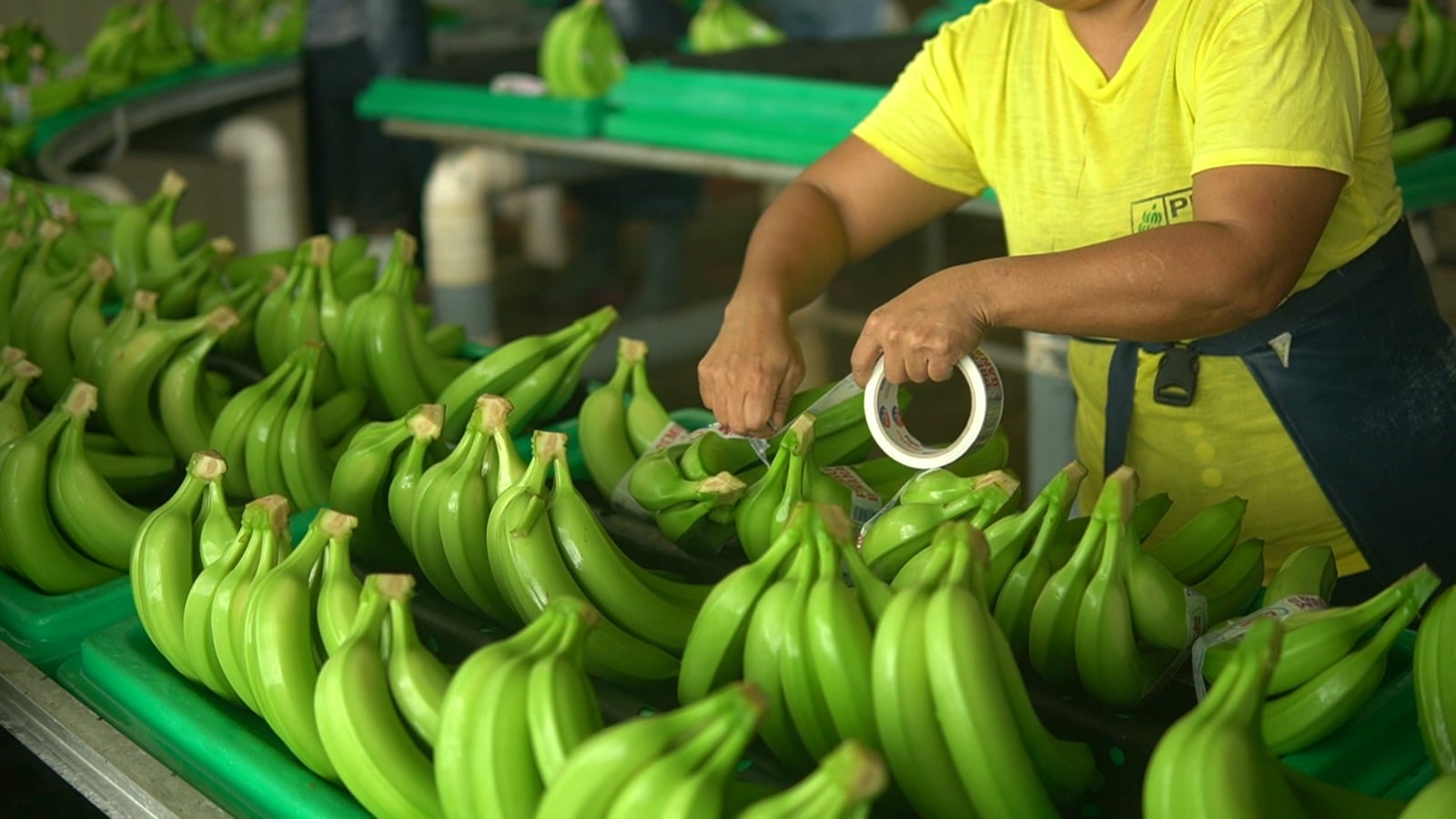 Expertos analizan el futuro de la productividad bananera en Ecuador