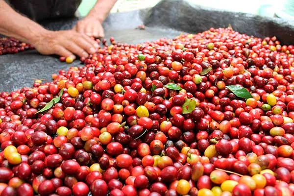COLOMBIA: ¡Secar café como nunca antes! Una innovación de la UNAL en Agroexpo 2025