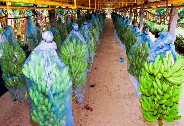 INTERNACIONAL: Los bananeros quieren subir 5% sus exportaciones en las zonas productoras del país