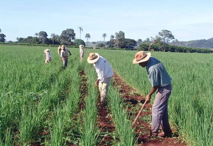 INTERNACIONAL: 5 Conversaciones que toda familia debería tener antes de una transición agrícola
