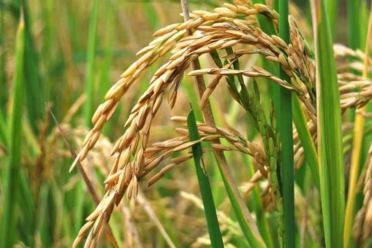 COLOMBIA: Gobierno y arroceros coinciden en posible desabastecimiento de arroz por las lluvias