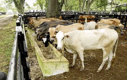 Desarrollan una molécula que podría disminuir la carga de “Escherichia coli” en bovinos