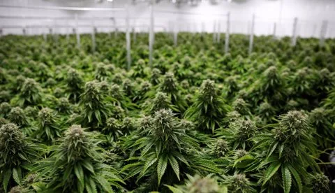ECUADOR: Cannabis: Asamblea analiza propuesta ciudadana para su regulación