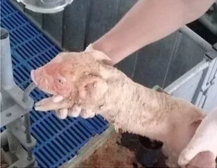 Atención del parto, un punto clave en la producción porcina.