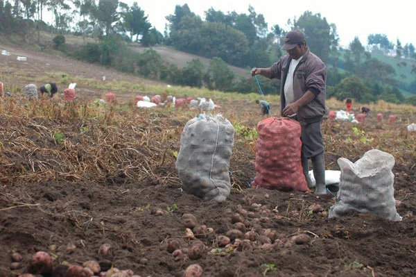 COLOMBIA: Conozca las claves con las que puede proteger sus cultivos del Fenómeno El Niño