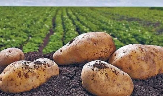 En Colombia se inaugura servicio de biología molecular en Nariño para fortalecer el agro
