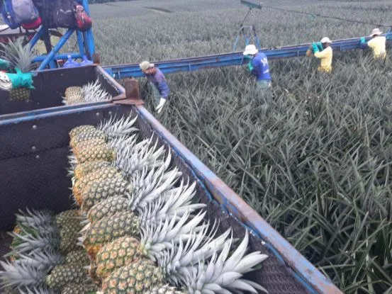 ECUADOR: Piña, carne y arándanos ecuatorianos llegarán a Corea sin aranceles