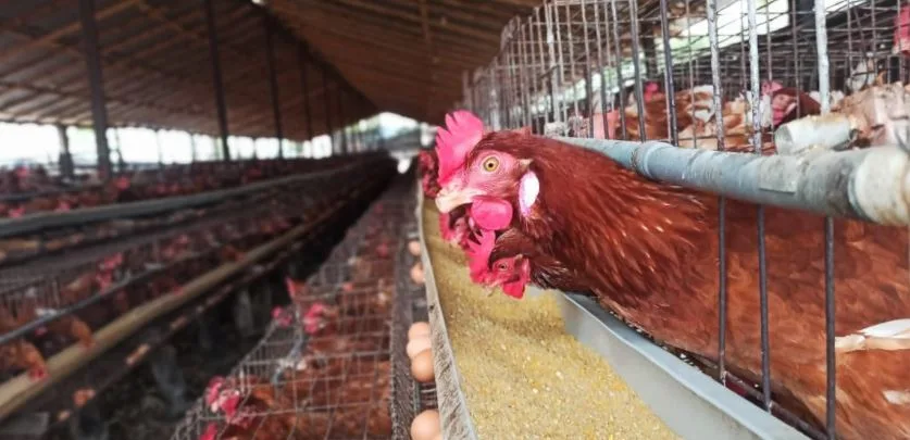 El pollo tiene el buche obstruido: ¿qué hacer?