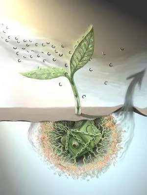 Un estudio encuentra una pérdida acelerada de carbono en el suelo, lo que aumenta la tasa de cambio climático