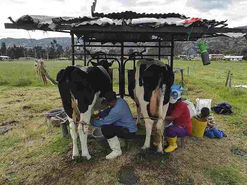 Argentina impulsa una vacuna local para combatir la mastitis bovina