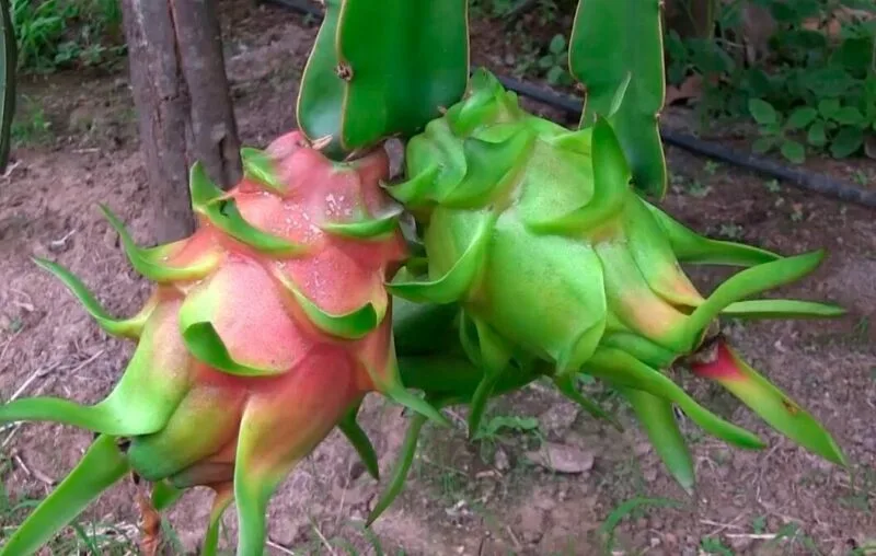 ECUADOR: Sector exportador de pitahaya registra crecimiento en 2025, según reporte oficial