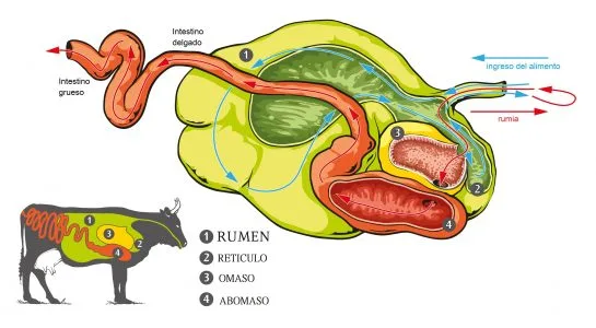 Aspectos Importantes de la Acidosis Ruminal