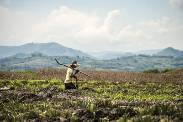 AGRICULTURA DE CONSERVACIÒN Clave, para los suelos y reducir la quema de los residuos de cosecha