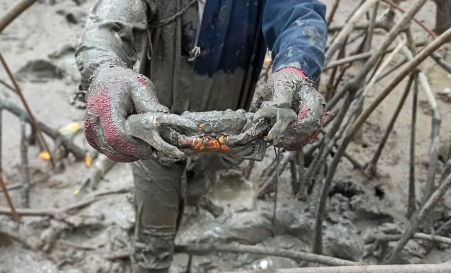 Ministerio de Producción refuerza controles para preservar recurso en la primera Veda de cangrejo del 2024