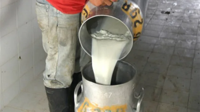 Efecto de la suplementación con ensilaje de naranja sobre la composición de la leche bovina