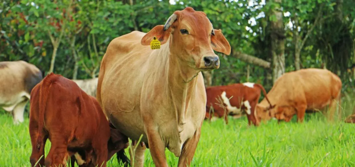 Continúa brote de gripe de aves entre vacas en EE.UU. Científicos buscan respuestas