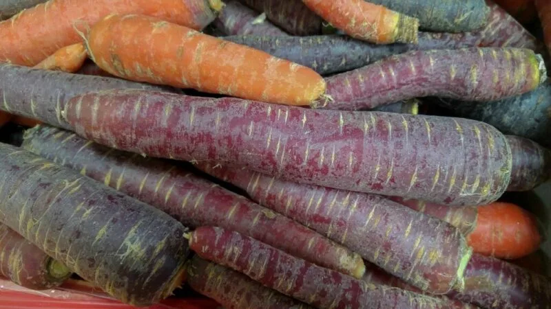 Cultivo de zanahoria morada y consejos