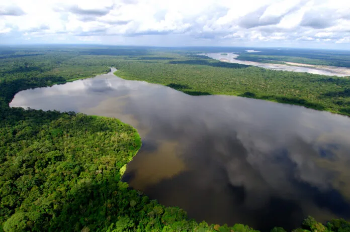 El experimento agrícola que quiere devolver el verde a la Amazonía deforestada