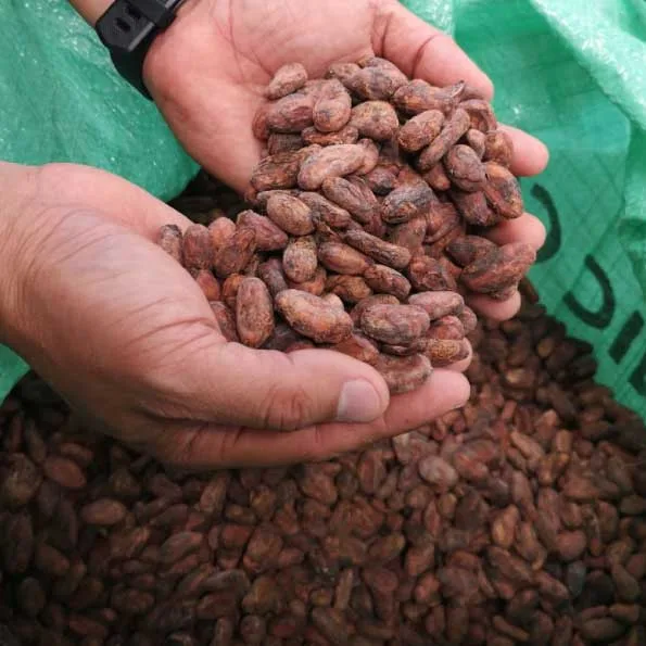 ¿Es el café el nuevo cacao? Algunos esperan que los precios del café también se desplomen.