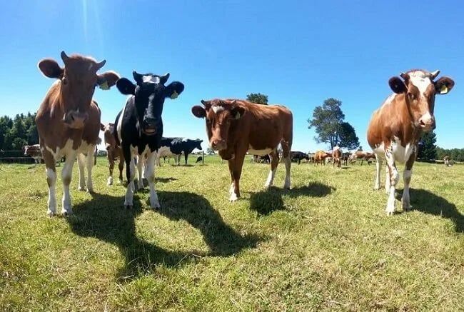 Los ganaderos de Brasil pedirán amparo a la UE contra el proteccionismo de empresas francesas